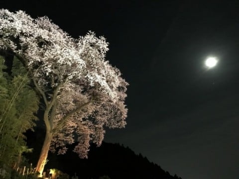満開の大桜とちょっと顔を出した満月